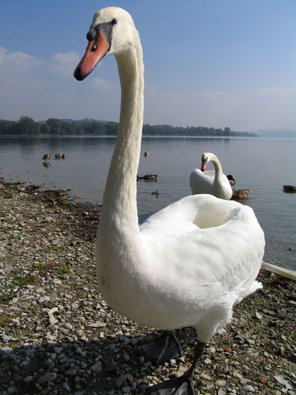 Swan at lake Varese