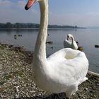 Swan at lake Varese