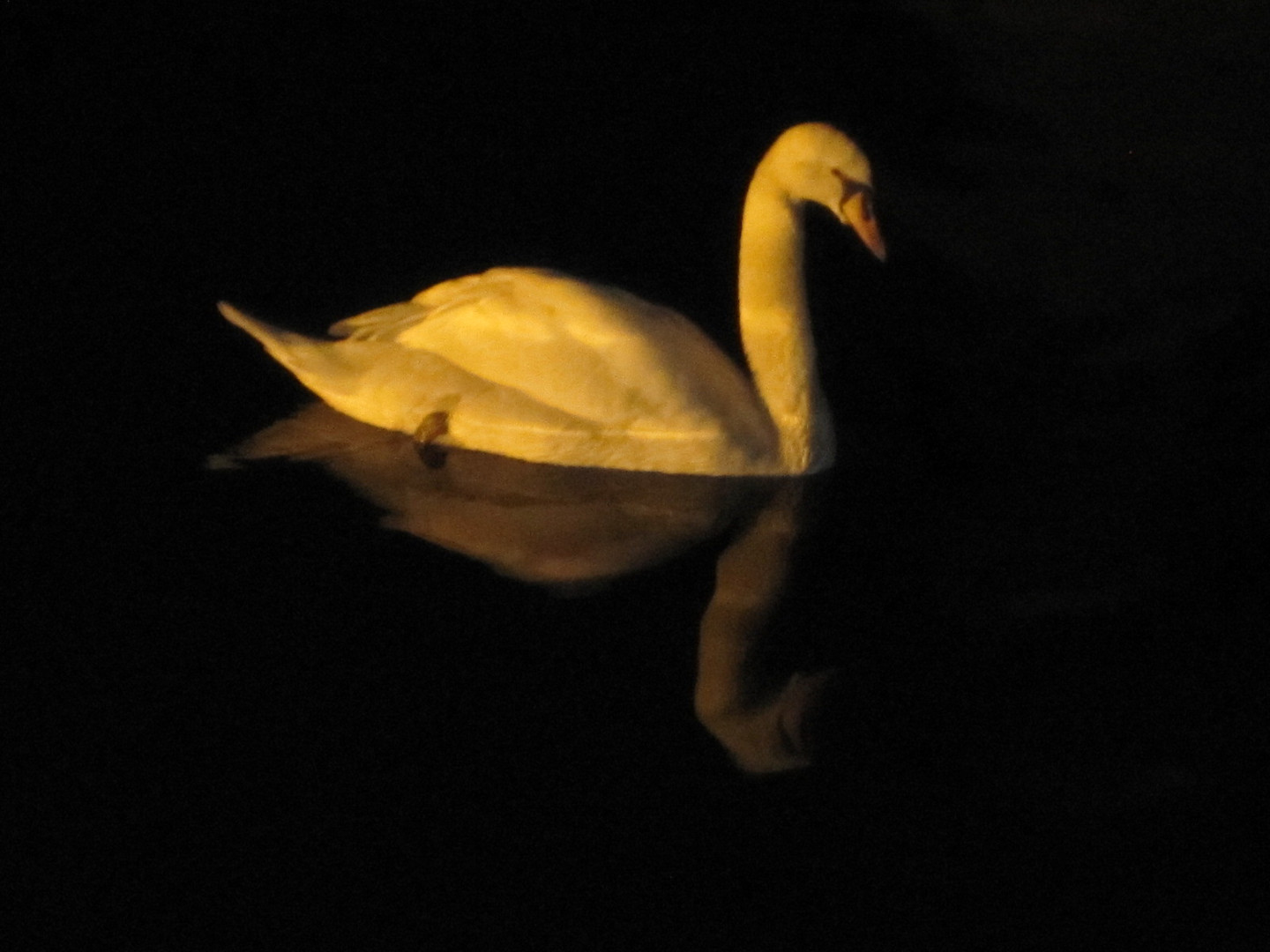 Swan at night in Brugge.Belgium.