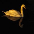 Swan at night in Brugge.Belgium.