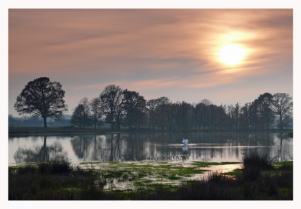 Swan at sundown