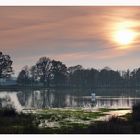 Swan at sundown