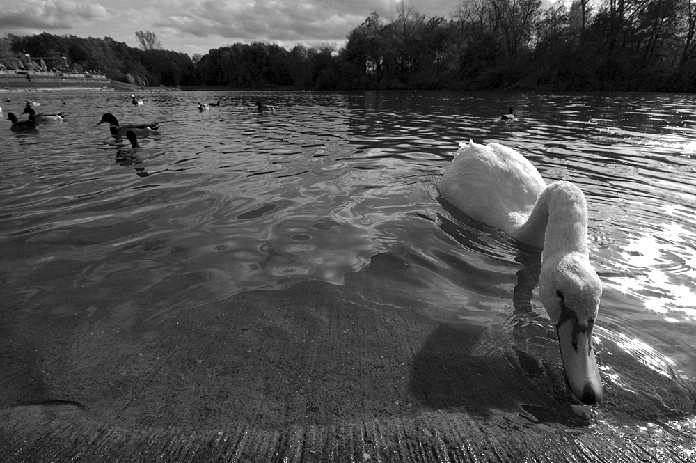 swan attack