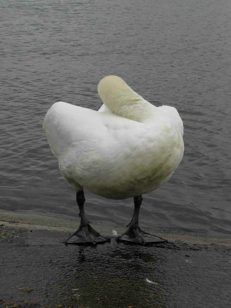 Swan