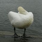 Swan