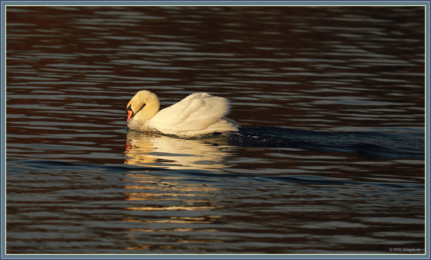 Swan back _ Flachsee 2023-02-10 379 ©
