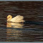 Swan back _ Flachsee 2023-02-10 379 ©