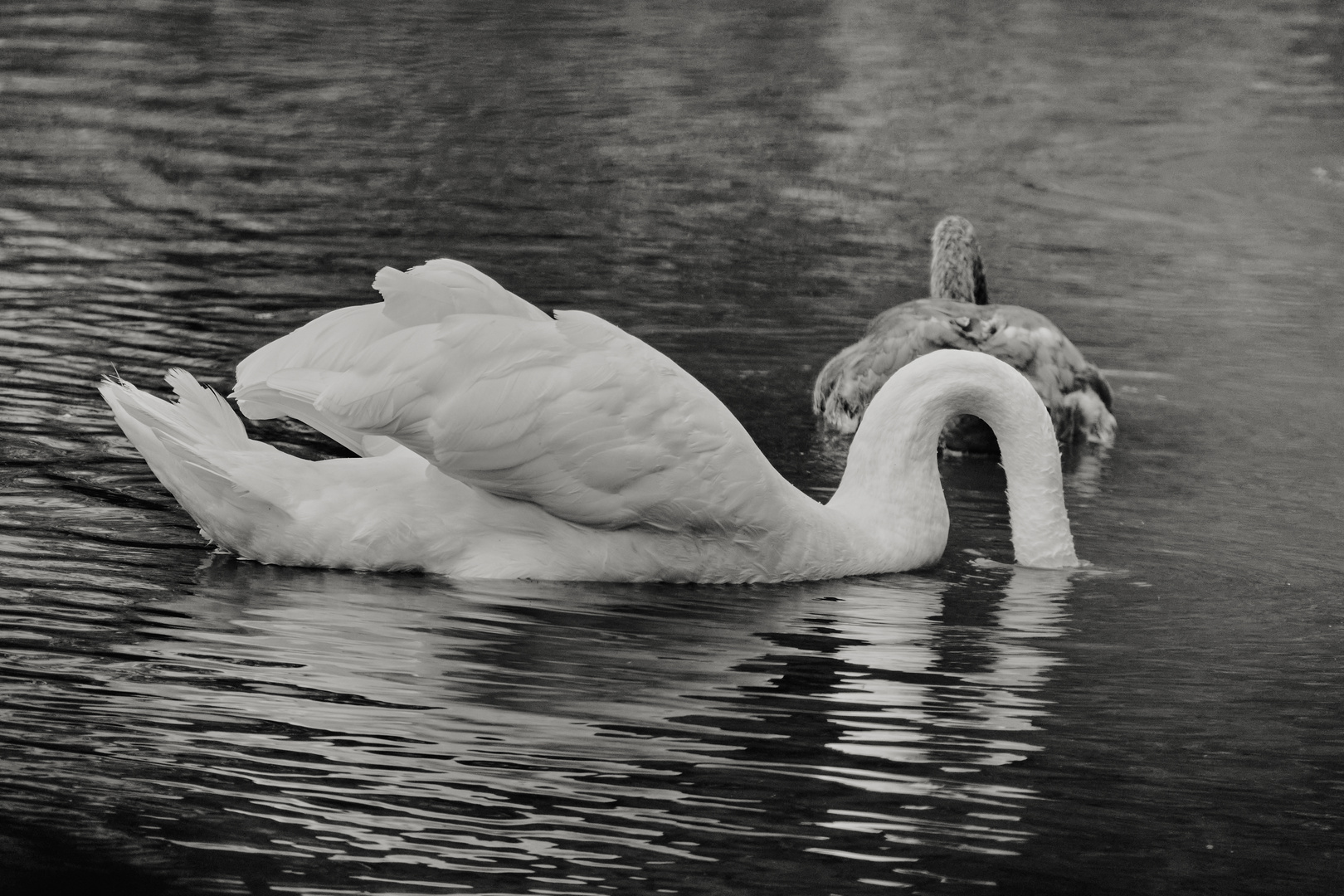 Swan