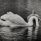 Swan