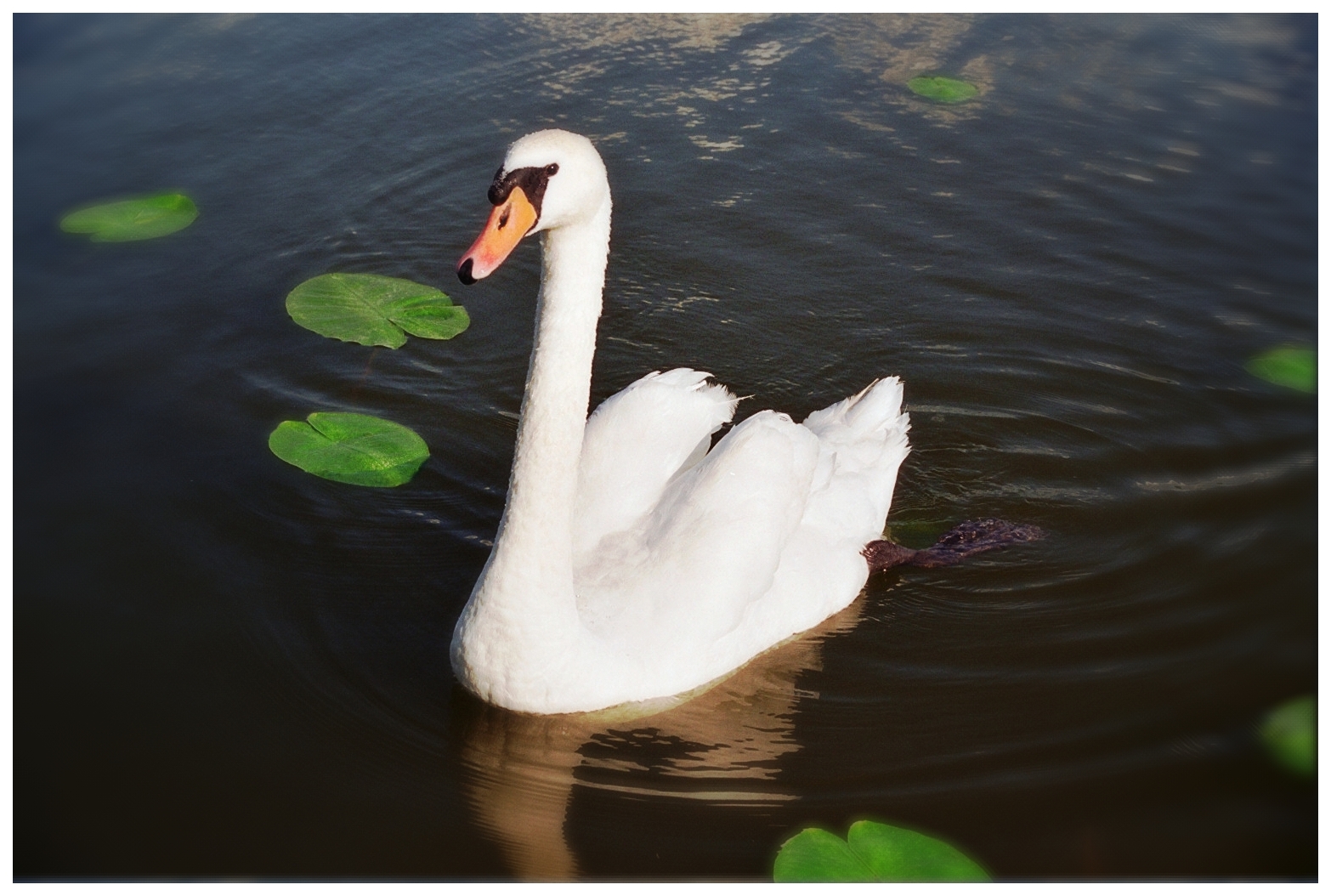 swan