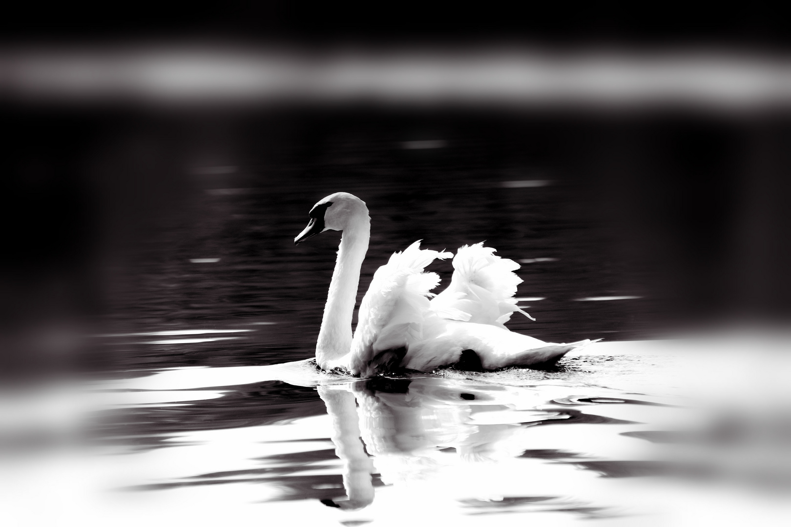 Swan Black & White