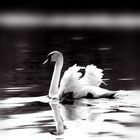 Swan Black & White