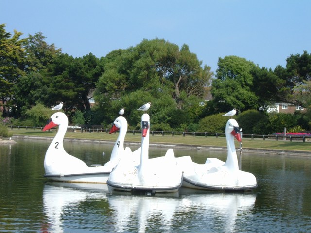 swan boats