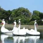 swan boats