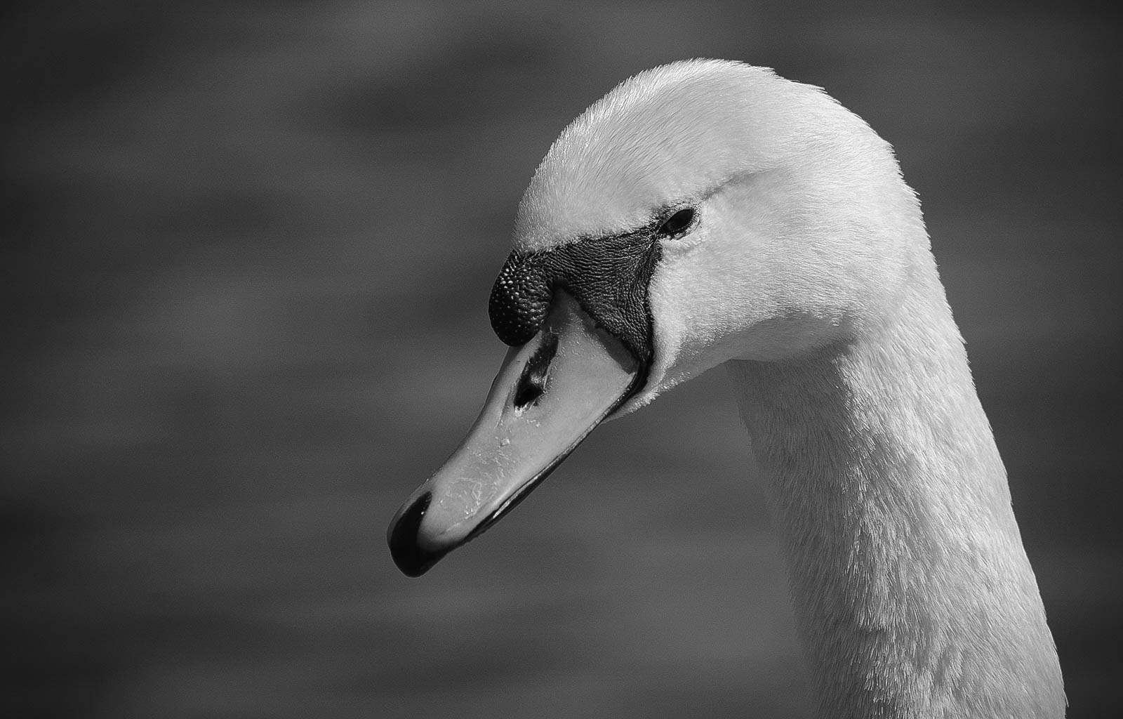 Swan - BW