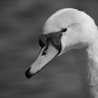 Swan - BW