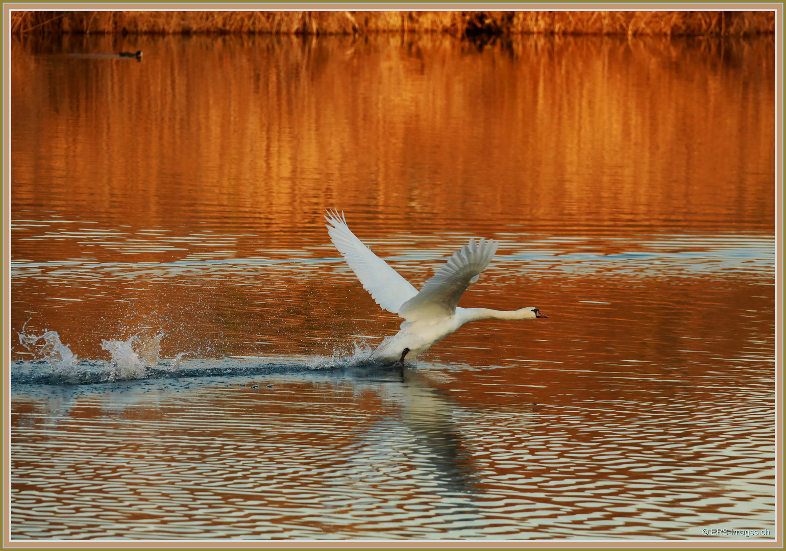 Swan Bye Bye _ Flachsee 2023-02-10 565 ©