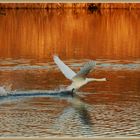 Swan Bye Bye _ Flachsee 2023-02-10 565 ©