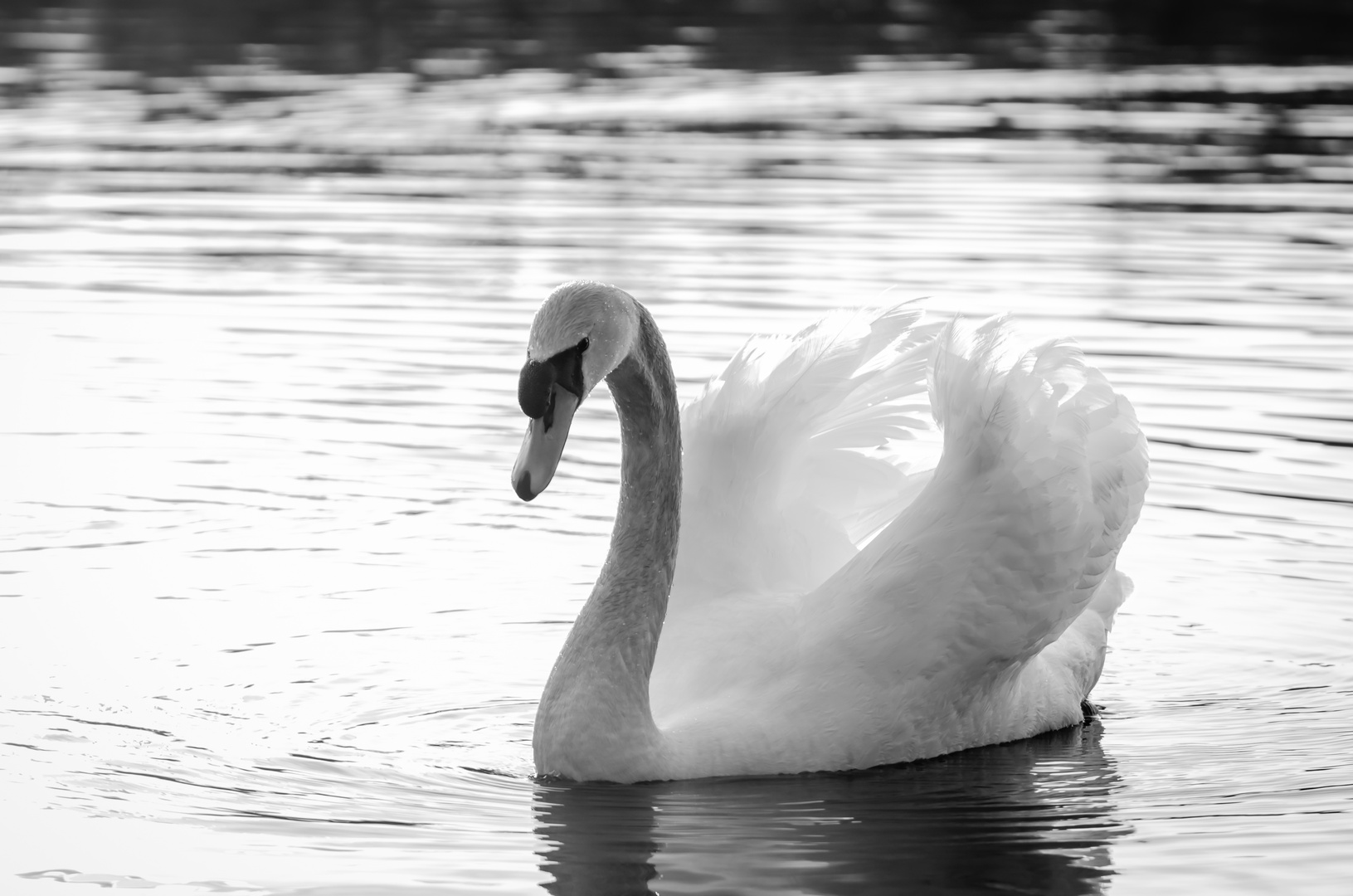 Swan