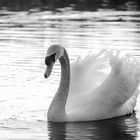 Swan