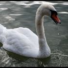 Swan