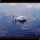 Swan