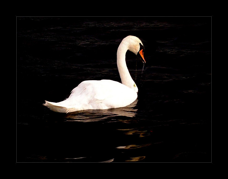 Swan