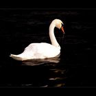 Swan