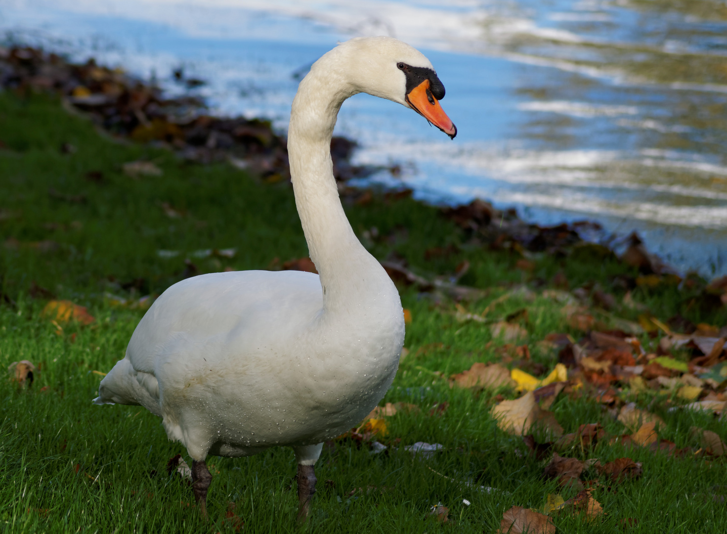 Swan