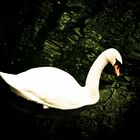 swan