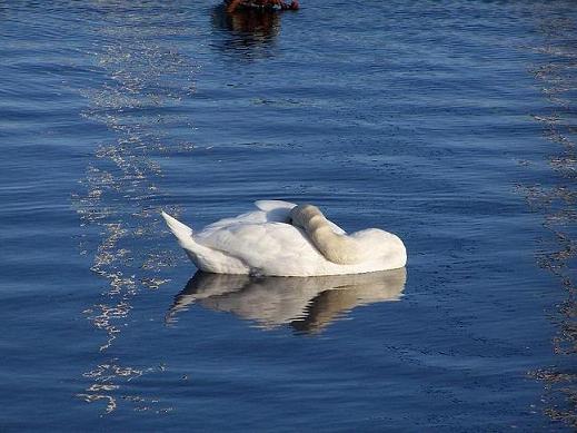 swan (Caledonial Canal) 19/01/2008