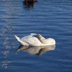 swan (Caledonial Canal) 19/01/2008