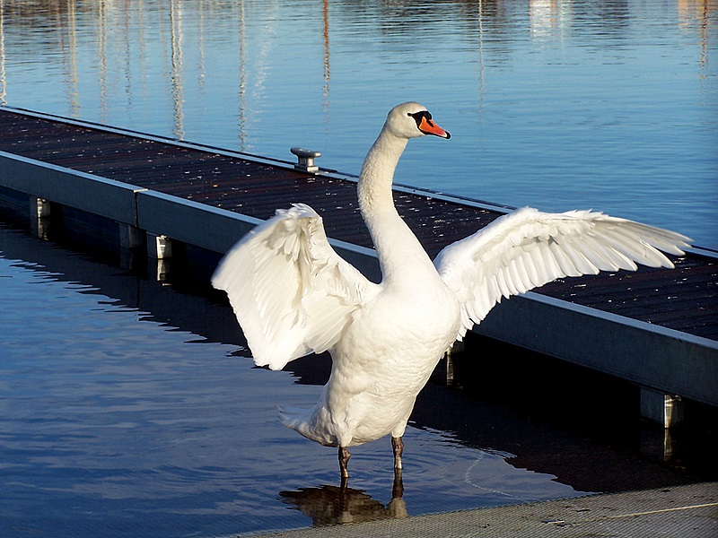 swan (Caledonial Canal) 28/01/2009