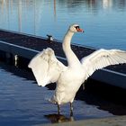 swan (Caledonial Canal) 28/01/2009