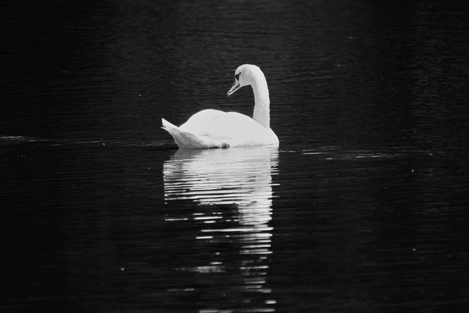 Swan