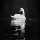 Swan