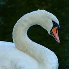 Swan