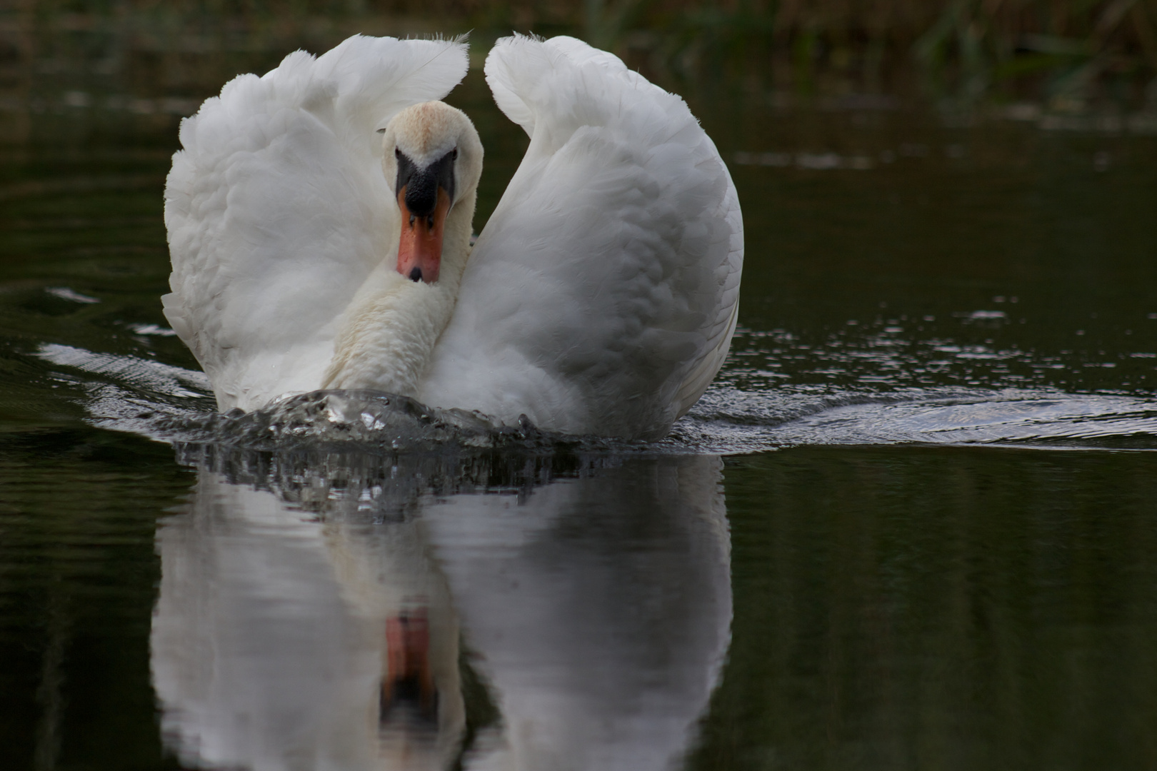 swan chargng