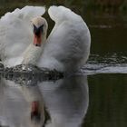 swan chargng