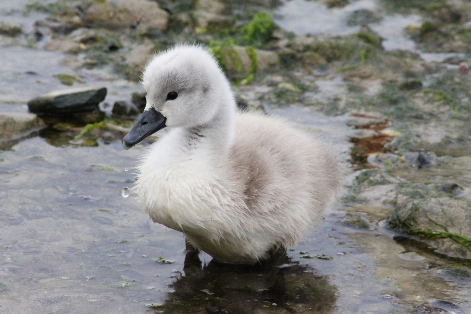 Swan chick