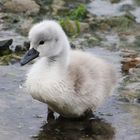 Swan chick