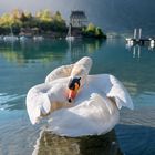 Swan cleaning his feathers