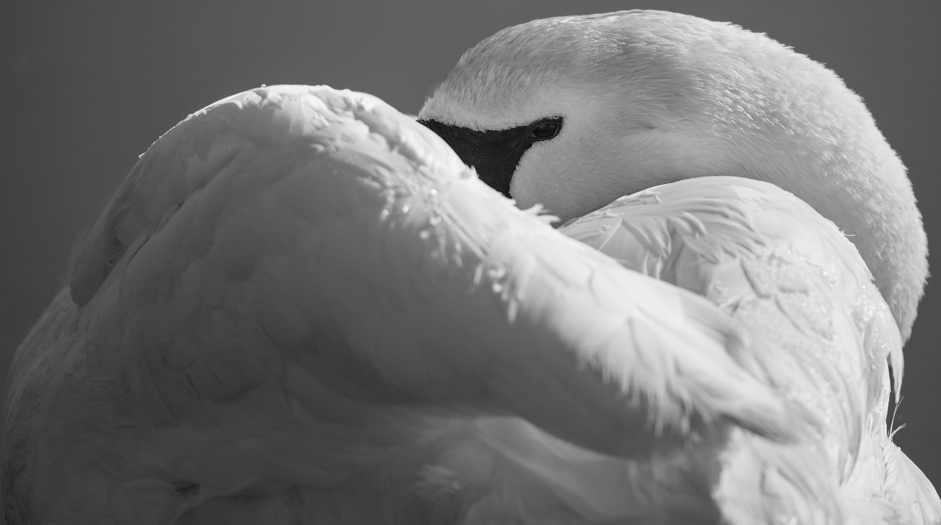 Swan close-up