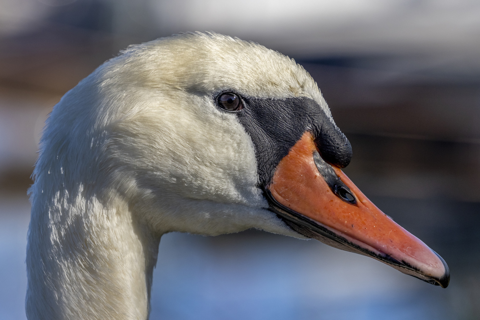 swan close up