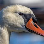 swan close up