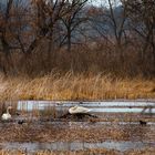 Swan Couple At Nest