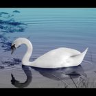 Swan