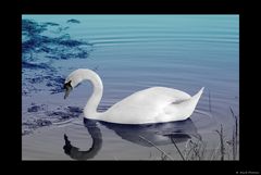 Swan