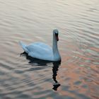 Swan