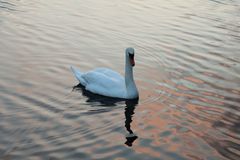 Swan